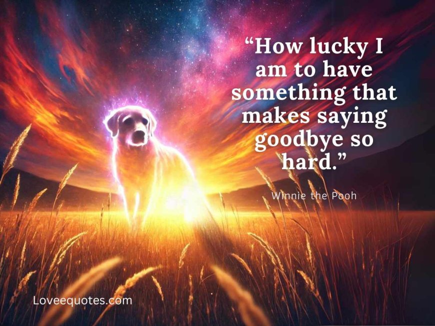 80+ Mourning Quotes for Pets: If Love Could Have Saved You