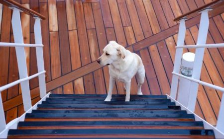 Essel Steps to Get Your Dog Ready for Boardingntia