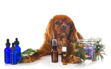 How to Safely Use Lavender Essential Oil for Your Dog's Anxiety