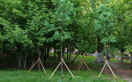 Sustainable Tree Care Practices for Healthier Urban Forests