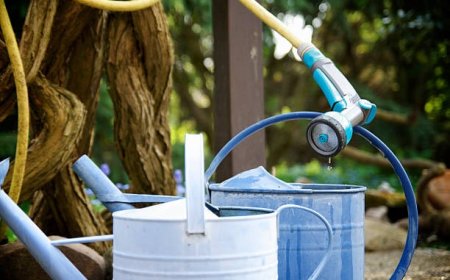 Watering 101 How Much and How Often