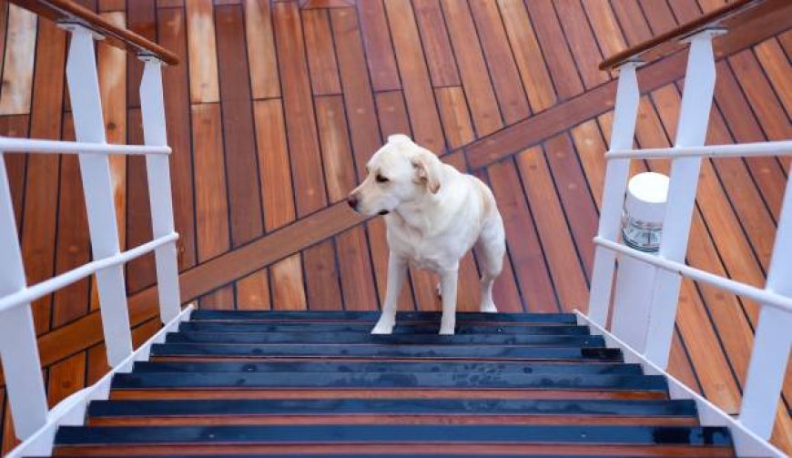 Essel Steps to Get Your Dog Ready for Boardingntia