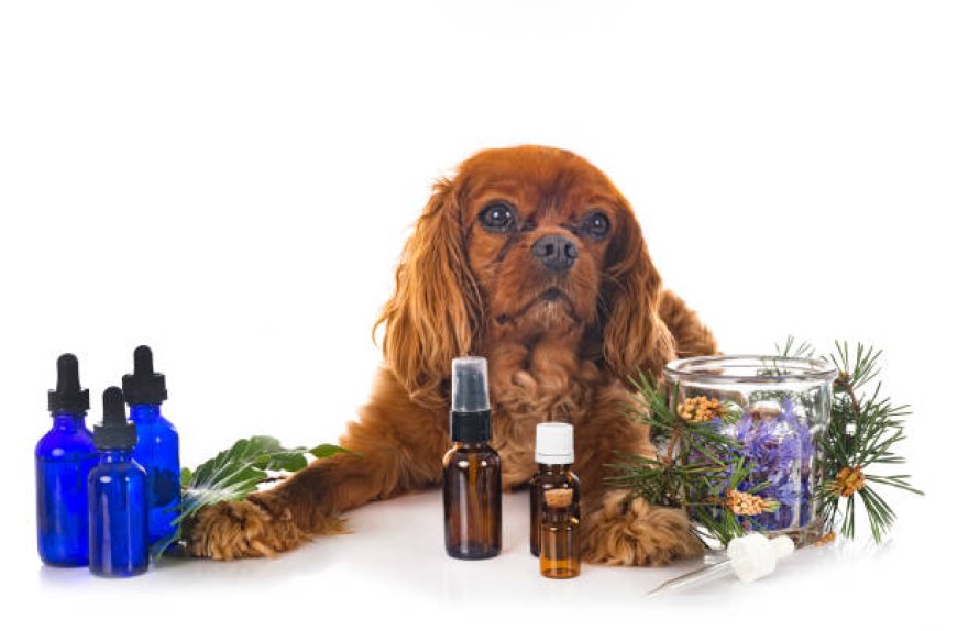 How to Safely Use Lavender Essential Oil for Your Dog's Anxiety