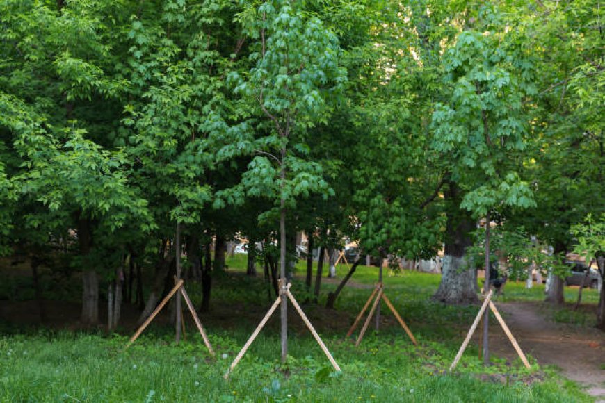 Sustainable Tree Care Practices for Healthier Urban Forests