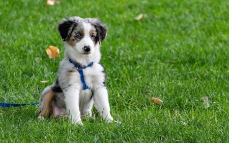 No More Worrisome Escapes: GPS Trackers for Backyard Houdinis