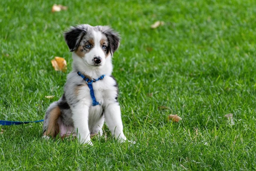 No More Worrisome Escapes: GPS Trackers for Backyard Houdinis