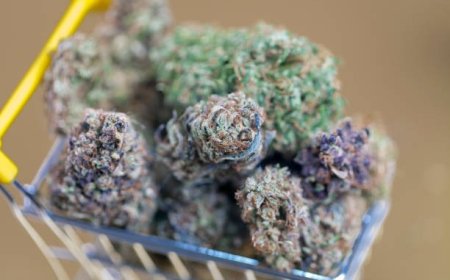 Tips for First-Time Buyers of Cannabis Flower in Phoenix