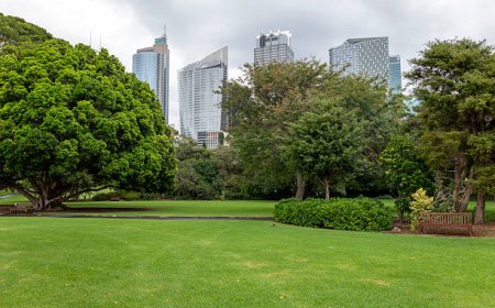 Buy Grass Near Me Sydney Wide: Your Go-To Guide for a Greener Lawn