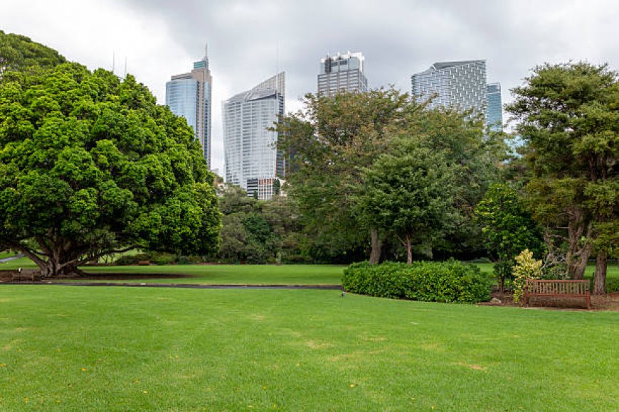 Buy Grass Near Me Sydney Wide: Your Go-To Guide for a Greener Lawn