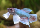 Complete Guide to Elephant Ear Betta Fish: Care, Breeding and More