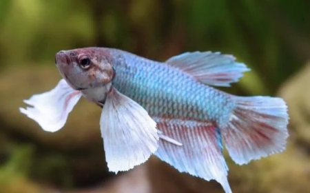 Complete Guide to Elephant Ear Betta Fish: Care, Breeding and More