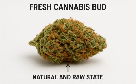 A Closer Look at THCA Flower: Uses, Benefits, and What to Expect