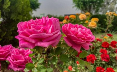 Understanding the Language of Flowers: Symbolism and Sentiments