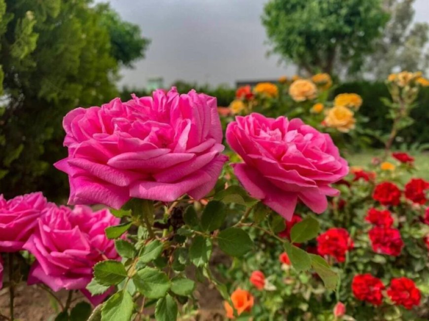 Understanding the Language of Flowers: Symbolism and Sentiments